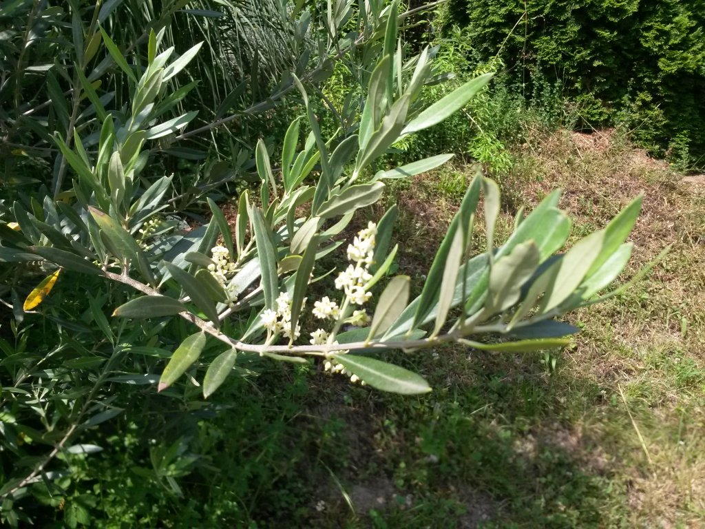 Olivenblüten